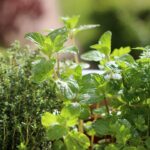 Immagine di un balcone con vasi di erbe aromatiche in crescita, come basilico e rosmarino, esposti al sole.