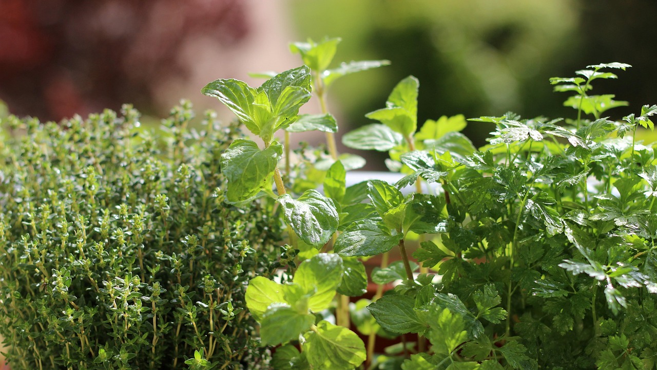 Immagine di un balcone con vasi di erbe aromatiche in crescita, come basilico e rosmarino, esposti al sole.