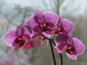 Giardiniere che mostra la tecnica innovativa per innaffiare orchidee.