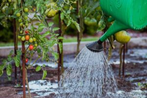 Un caffè macinato e pomodori freschi su un tavolo, simbolo di coltivazione e resa agricola.