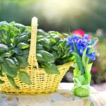 Orto sul balcone con piante fresche pronte per la semina primaverile.