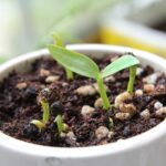 Fertilizzante naturale per piante con foglie verdi e rigogliose in giardino.