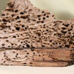 Immagine di tarli e insetti del legno su un mobile, simbolo di infestazione in casa.