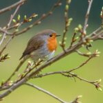 Pettirosso che si nutre in giardino, evidenziando errori comuni nell'alimentazione di marzo.