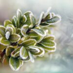 Giardino in inverno con piante coperte da teli per proteggerle dal gelo.
