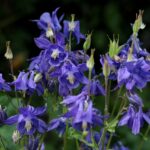 Aiuola fiorita con diverse piante colorate e rigogliose in un giardino.