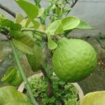 Limone in vaso con fiori, suggerimento per mantenerli freschi e rigogliosi.