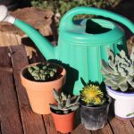 Esperto che mostra come innaffiare correttamente una pianta grassa in vaso.