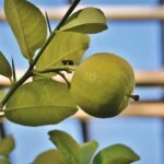 Limone coltivato in casa, pianta verde rigogliosa con frutti gialli su un davanzale soleggiato.
