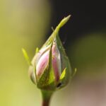 Spray all'aglio per rose: rimedio della nonna contro gli afidi, efficace in 24 ore.