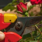 Rosa in fiore con attrezzi da giardinaggio, simbolo della potatura primaverile.