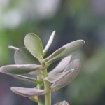 Albero di giada posizionato in un luminoso angolo di casa, circondato da piante verdi.