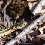 Serpente innocuo in giardino a maggio, identificazione e riconoscimento semplice.