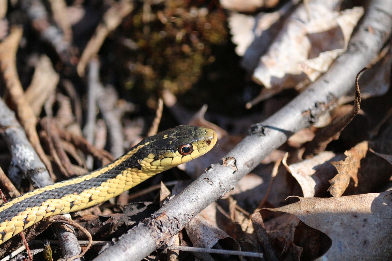 Serpente innocuo in giardino a maggio, identificazione e riconoscimento semplice.