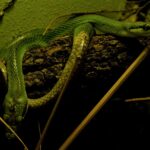 Serpente che si snoda tra le piante di un giardino sotto la luce della luna.