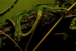 Serpenti in giardino di notte: cosa significa e come comportarsi subito