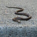 Immagine che mostra le tre zone critiche da sigillare per prevenire l'ingresso dei serpenti in casa.