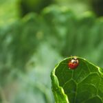 Insetti utili nell'orto, come coccinelle e api, che favoriscono la pollinazione e il controllo dei parassiti.