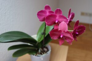 Orchidea in vaso che non fiorisce: l'errore che fanno tutti a marzo