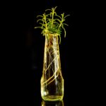 Talea di rosmarino in vaso con radici visibili, pronta per la piantagione.