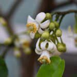 Albero di limone in vaso con fiori bianchi e foglie verdi, simbolo di cura e fioritura domestica.