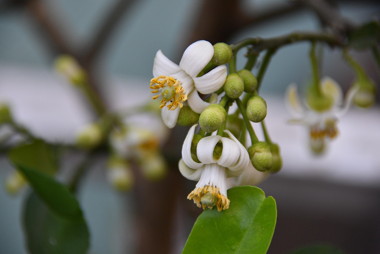 Albero di limone in vaso con fiori bianchi e foglie verdi, simbolo di cura e fioritura domestica.
