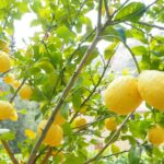Limone in vaso con foglie verdi, innaffiato correttamente, pronto a fruttificare.
