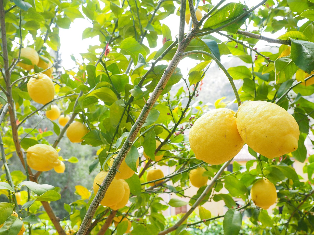 Limone in vaso con foglie verdi, innaffiato correttamente, pronto a fruttificare.