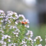 Pianta aromatica green in vaso, ideale per allontanare insetti e facile da coltivare.
