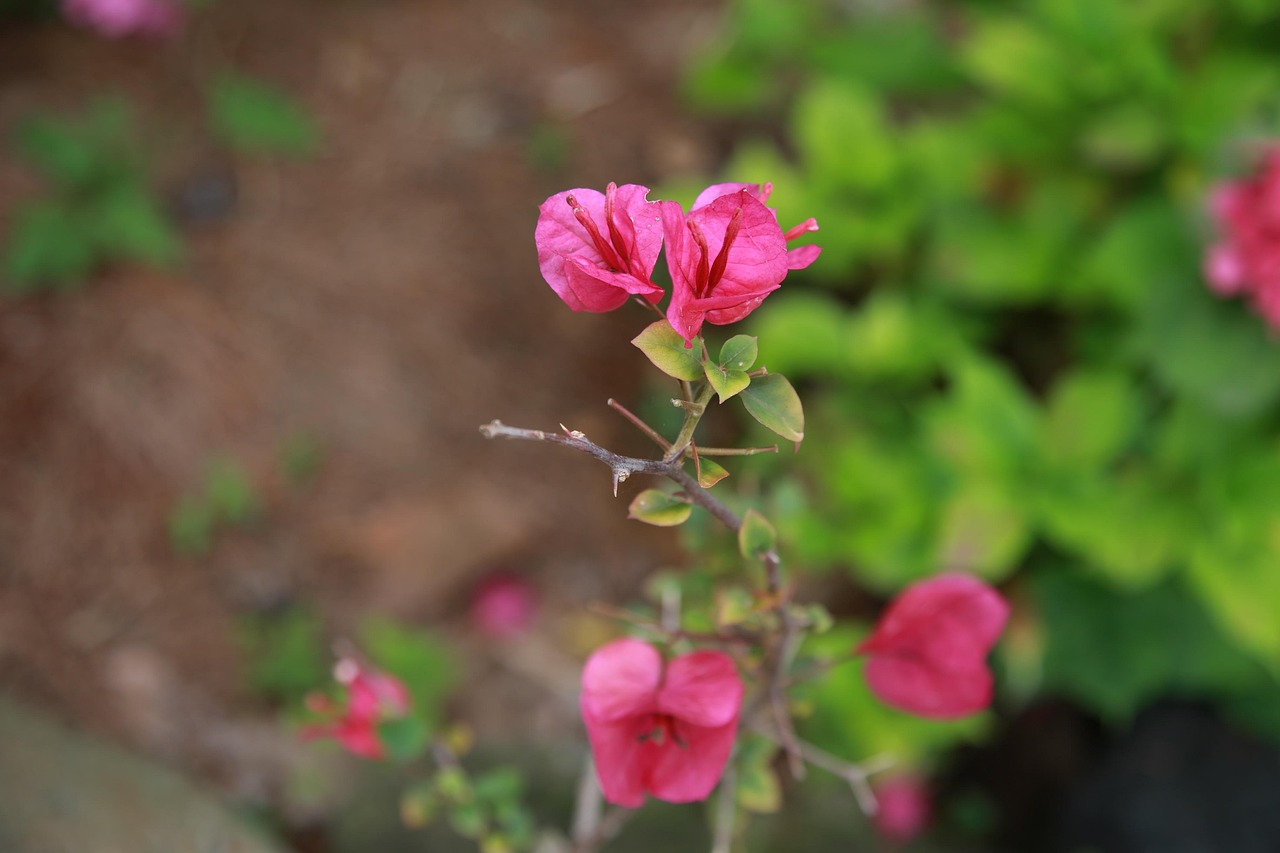 Bouganville in vaso con foglie ingiallite, evidenziando la mancanza di nutrienti nel terreno.