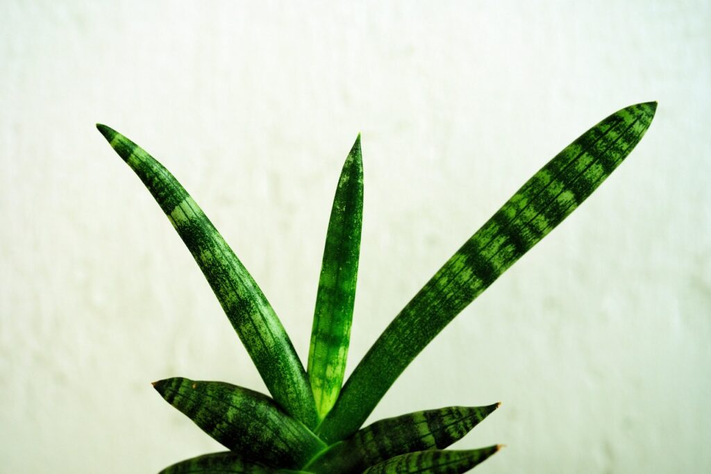Sanseveria, irrigazione perfetta: quanta acqua serve davvero per avere foglie sane