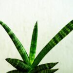 Sanseveria con foglie verdi e sane su sfondo luminoso, simbolo di corretta irrigazione.