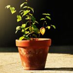 Limone in vaso non fruttificante, pronto per la potatura primaverile.