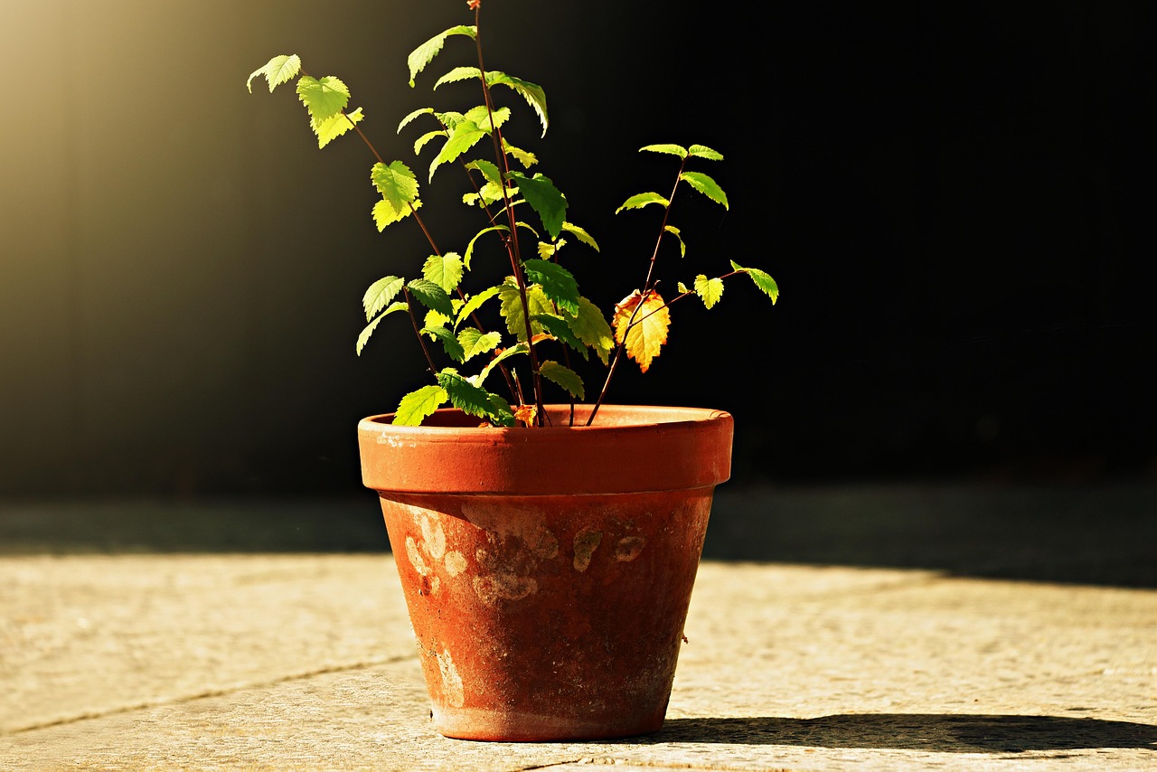 Limone in vaso non fruttificante, pronto per la potatura primaverile.