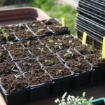 Immagine di piante e semi pronti per la semina a marzo in un vivaio.