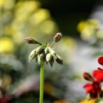 Geranio ingiallito su un balcone a marzo, evidenziando segni di stress e cura necessaria.