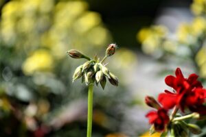 Geranio sul balcone che ingiallisce a marzo: la causa che in pochi conoscono