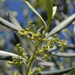 Olivo carico di olive mature, simbolo di una raccolta abbondante e sana.