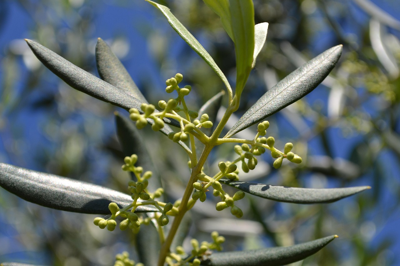 Olivo carico di olive mature, simbolo di una raccolta abbondante e sana.