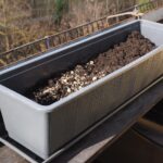 Balcone con piante danneggiate da parassiti e spicchi d'aglio interrati nel terreno.