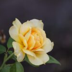 Rose gialle con foglie ingiallite, simbolo di una causa inaspettata.