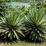 Piante resistenti alla siccità in un giardino senza irrigazione, con colori vivaci e fogliame rigoglioso.