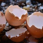 Gusci d'uovo sminuzzati, utili come fertilizzante naturale per le piante.