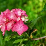 Irrigazione errata delle ortensie che non fioriscono in estate, mostrando foglie verdi ma fiori assenti.