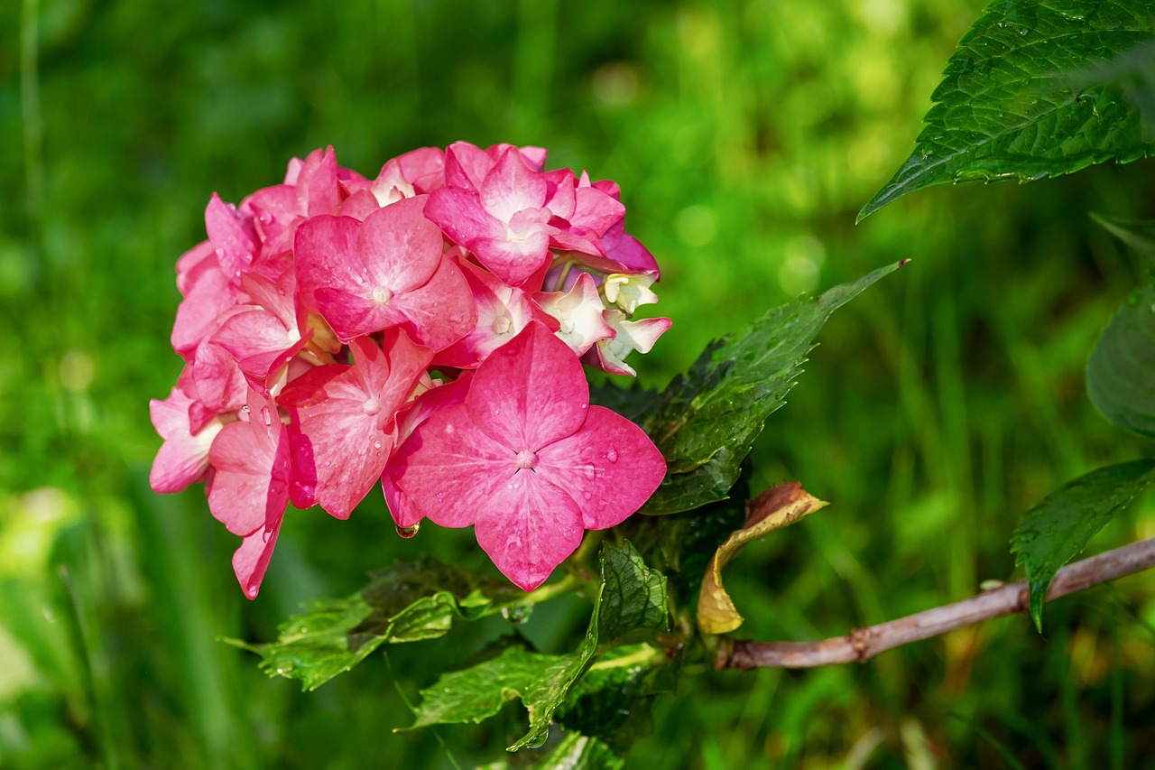Irrigazione errata delle ortensie che non fioriscono in estate, mostrando foglie verdi ma fiori assenti.