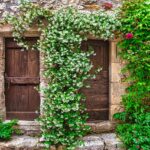 Pianta rampicante sempre in fiore con foglie verdi e fiori colorati, simbolo di bellezza e resistenza.