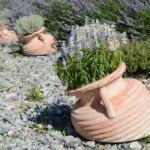 Lavanda appassita in vaso, simbolo di cura inadeguata durante l'inverno.