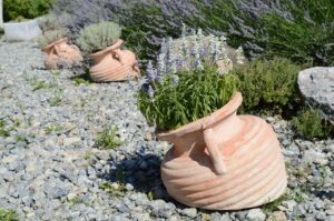 Lavanda che non sopravvive all'inverno in vaso: il segnale da cogliere a febbraio