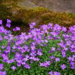 Perenni basse fiorite che abbelliscono un bordo giardino, creando un'atmosfera rigogliosa e incantevole.
