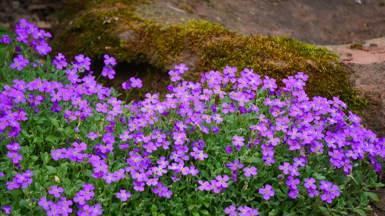 Perenni basse fiorite che abbelliscono un bordo giardino, creando un'atmosfera rigogliosa e incantevole.